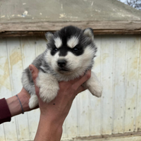 Cuccioli husky siberiani con pedigree enci