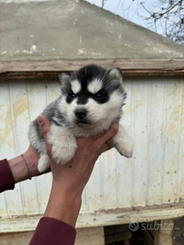 Cuccioli husky siberiani con pedigree enci