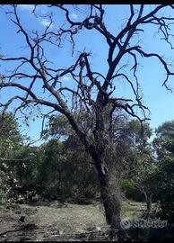 Alberi quercia olivastri  per legna