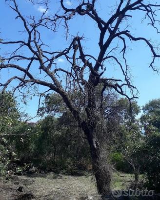 Alberi quercia olivastri  per legna
