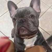 Bulldog francese