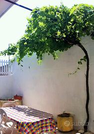 Casa economica a Ugento al mare in Salento