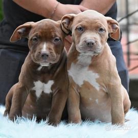 Cucciole di American Bully XL