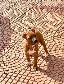 American pitbull terrier cuccioli