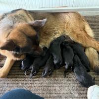 Cuccioli di pastore tedesco