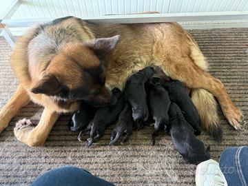 Cuccioli di pastore tedesco