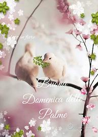 Calopsiti prezzoo regal