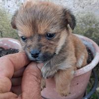 Cuccioli di maltese mix di tre mesi da salottino