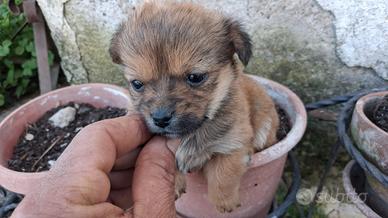 Cuccioli di maltese mix di tre mesi da salottino