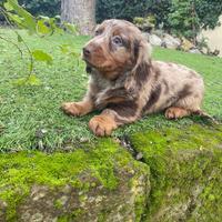 Bassotto standard pelo lungo