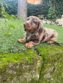 Bassotto standard pelo lungo