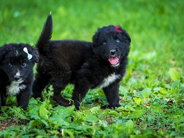 Cuccioli Golden retriever X Labrador