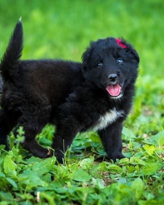Cuccioli Golden retriever X Labrador
