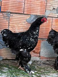 Galline Brahma