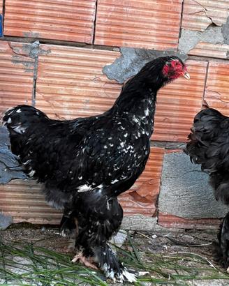 Galline Brahma