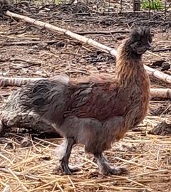 Pulcinotti di gallina moroseta