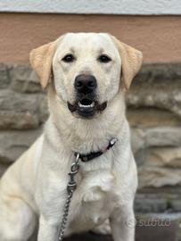 Cucciola Labrador