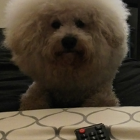Bichon frise maschio con pedigree
