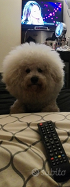 Bichon frise maschio con pedigree