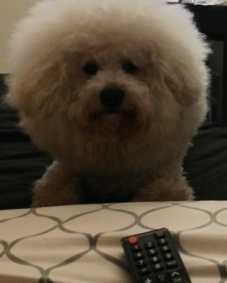 Bichon frise maschio con pedigree