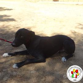 OKOM dai calzini bianchi