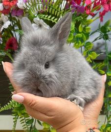 Coniglio Mini Lop