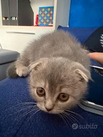 Gattina Scottish Fold - 2 mesi