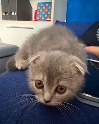 Gattina Scottish Fold - 2 mesi