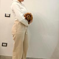 Cavalier King Ruby taglia piccola