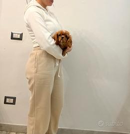 Cavalier King Ruby taglia piccola