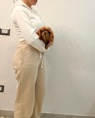 Cavalier King Ruby taglia piccola