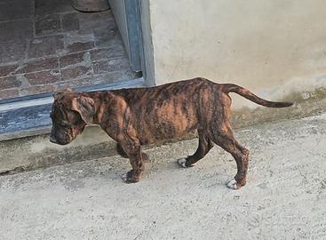 pitbull 