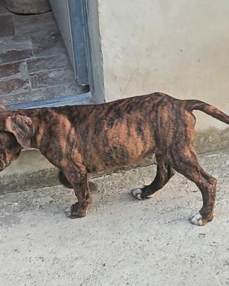 pitbull 
