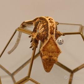 Correlophus ciliatus femmina adulta geco crestato