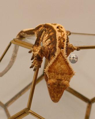 Correlophus ciliatus femmina adulta geco crestato
