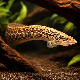 Mastacembelus armatus (Anguilla)