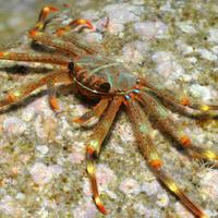 Percnon gibbesi granchio corridore atlantico