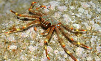 Percnon gibbesi granchio corridore atlantico