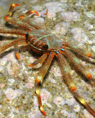 Percnon gibbesi granchio corridore atlantico