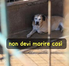 Dante 11 anni