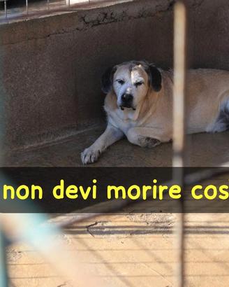 Dante 11 anni