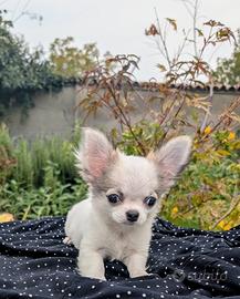 Splendida cucciola chihuahua, allevamento enci