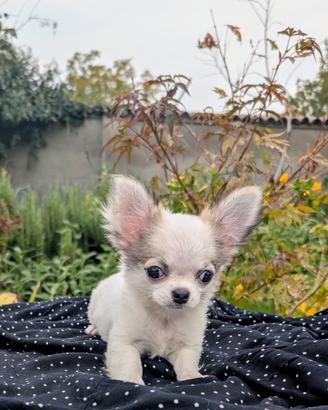 Splendida cucciola chihuahua, allevamento enci