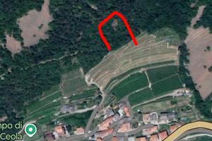 Bosco a ceola di giovo