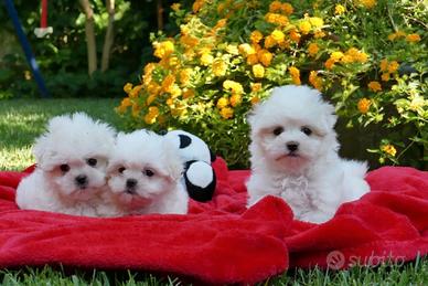 Cuccioli Maltese toy maschi
