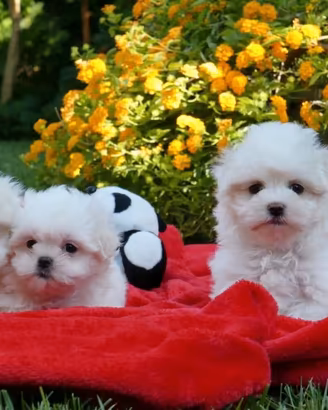 Cuccioli Maltese toy maschi