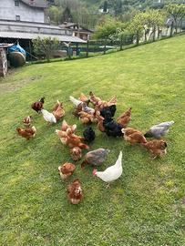 Galline