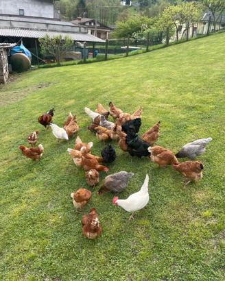 Galline