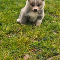 Cuccioli akita inu