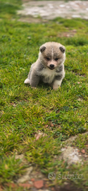 Cuccioli akita inu